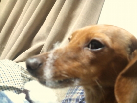 あずき