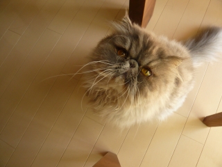 うずら