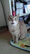 2010042008300000.jpg