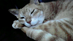 2011100918480000.jpg