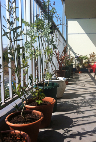 garden