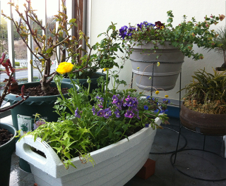 garden