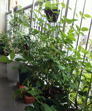 garden1