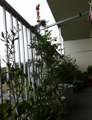 garden2