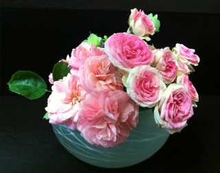 rose
