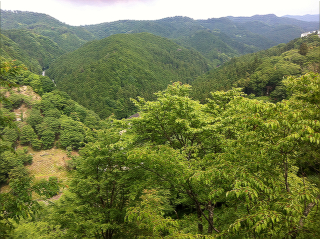 yoshino