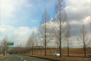 木立