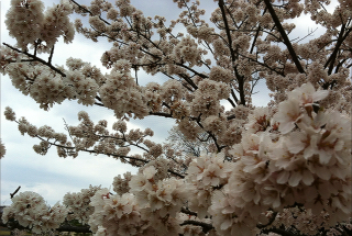 薄墨桜