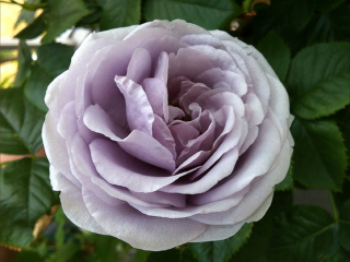 bluebajou