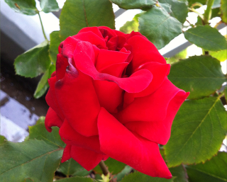 roseosaka