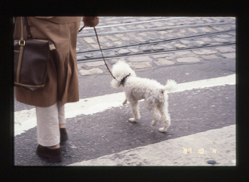 北欧の犬