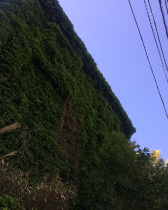 ivy