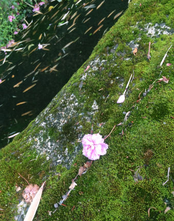 moss