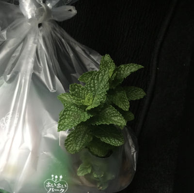 ミント
