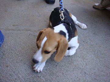 Beagle_1