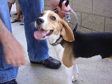Beagle_3
