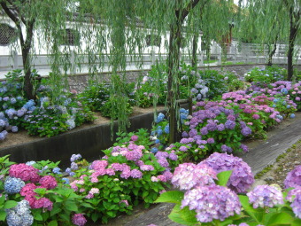 燕趙園の紫陽花