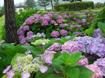 東郷湖畔、燕趙園側からの紫陽花