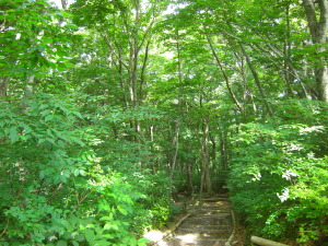 ブナ林の緑がすがすがしい登山道