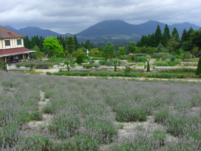 ラベンダー畑から蒜山三座を望む♪