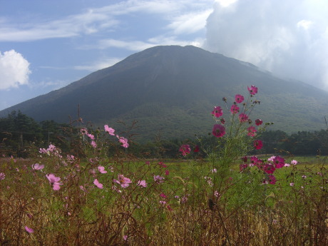 コスモスと大山