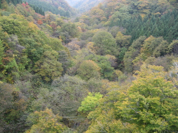 11月3日大山紅葉