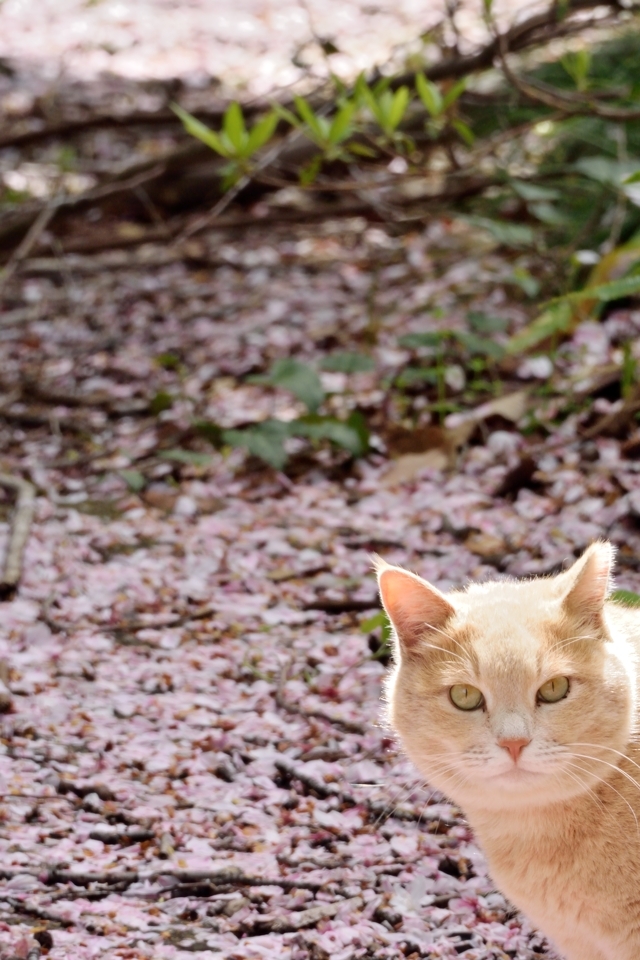 runsakura_10.jpg