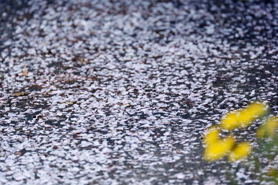 runsakura_59.jpg