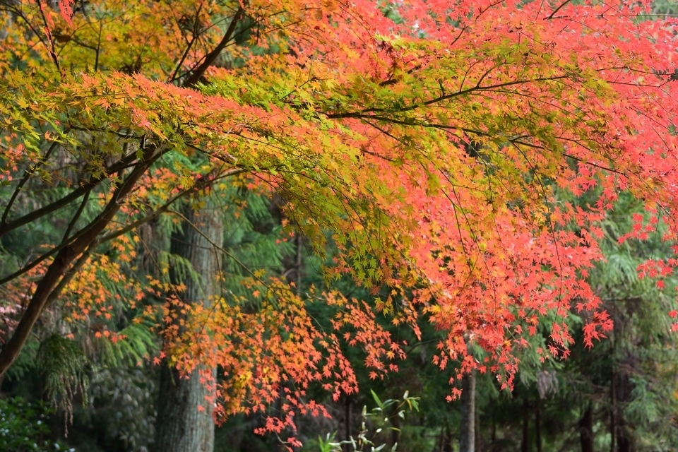 猿投山登山9.jpg