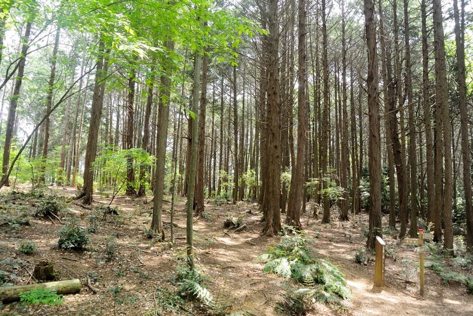 京都一周トレイルランニング東山コース7.jpg