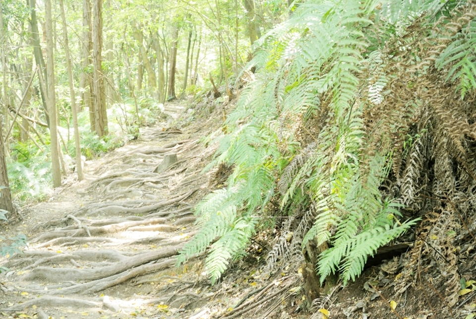 京都一周トレイルランニング東山コース12.jpg