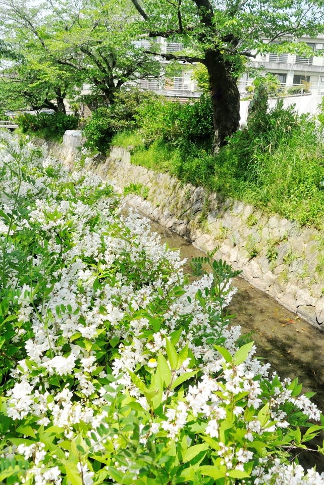 京都一周トレイルランニング東山コース17.jpg