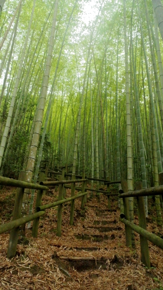 京都一周トレイル_西山コース3.jpg