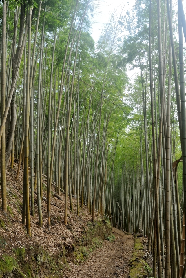 京都一周トレイル_西山コース5.jpg