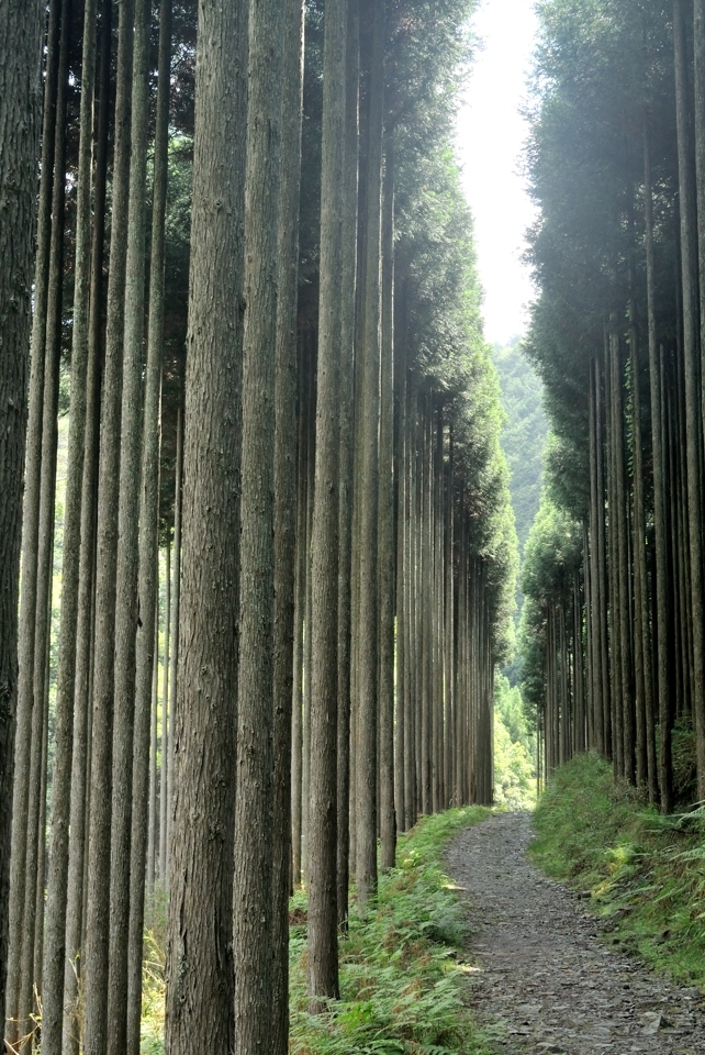 京都一周トレイル_西山コース18.jpg