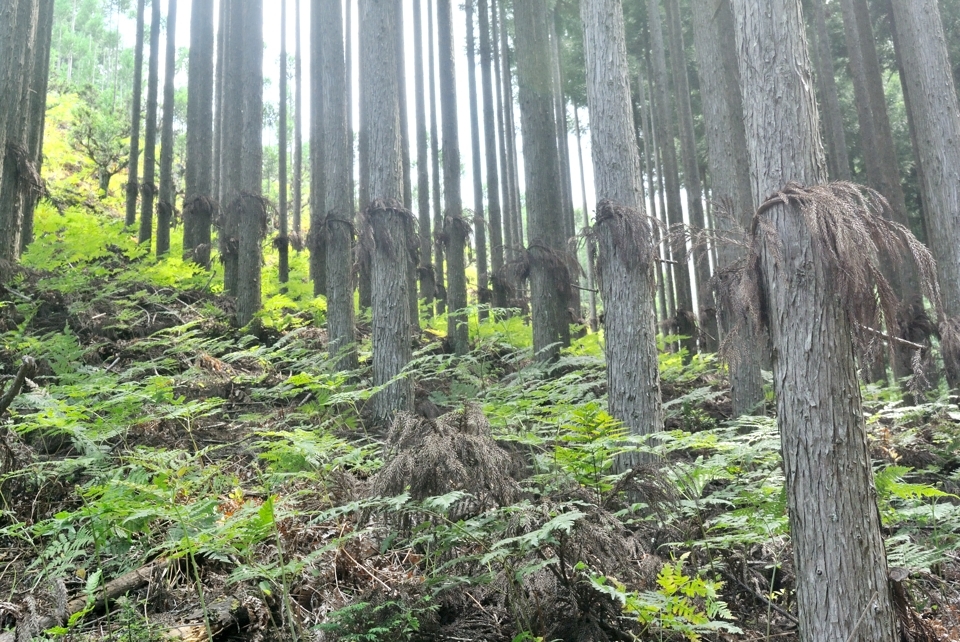 京都一周トレイル_西山コース22.jpg