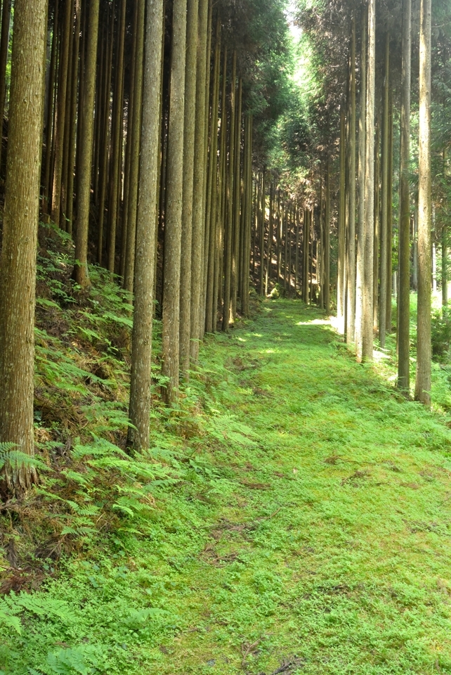 京都一周トレイル_西山コース27.jpg