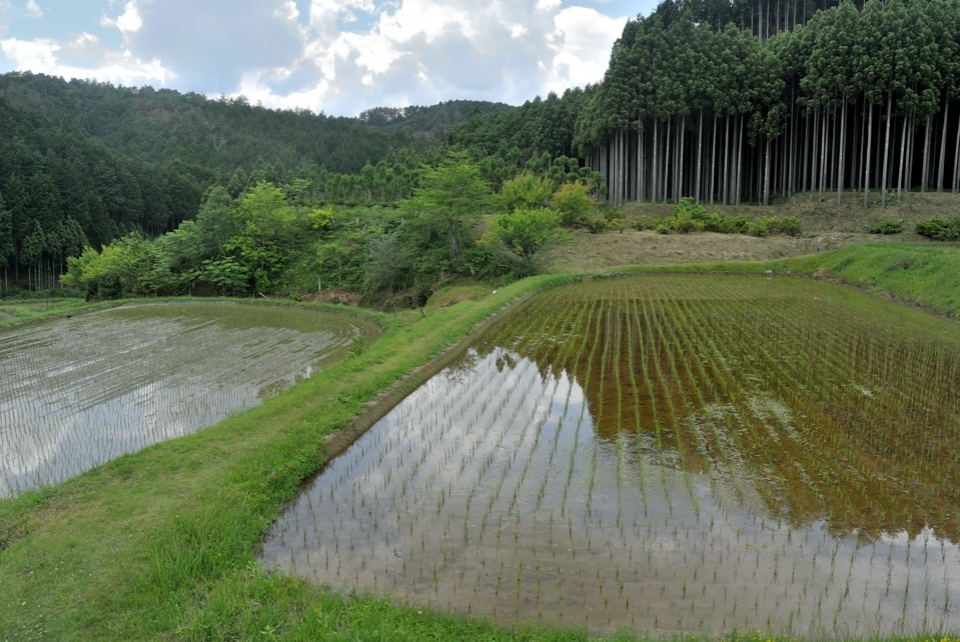 京都一周トレイル_西山コース31.jpg