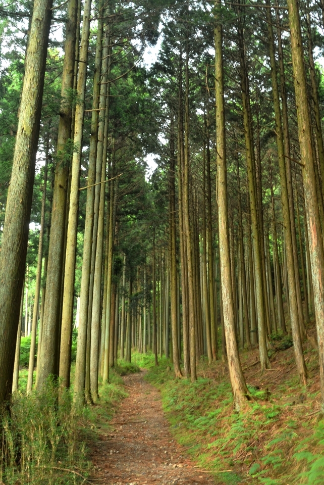 京都一周トレイル_西山コース40.jpg