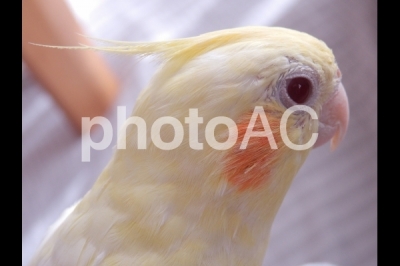 オカメインコ コスメとインコとインテリアと