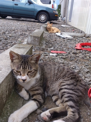駐車場の住人.jpg