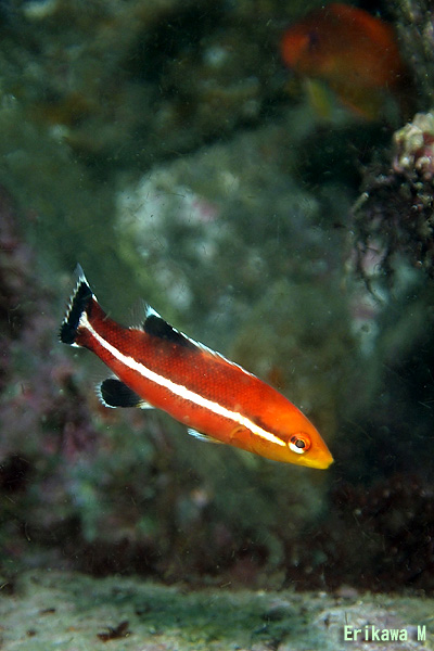 コブダイの幼魚 Sea Wind