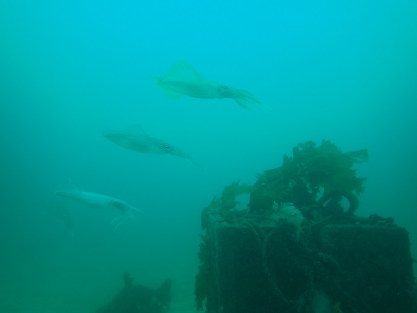 image1.JPG