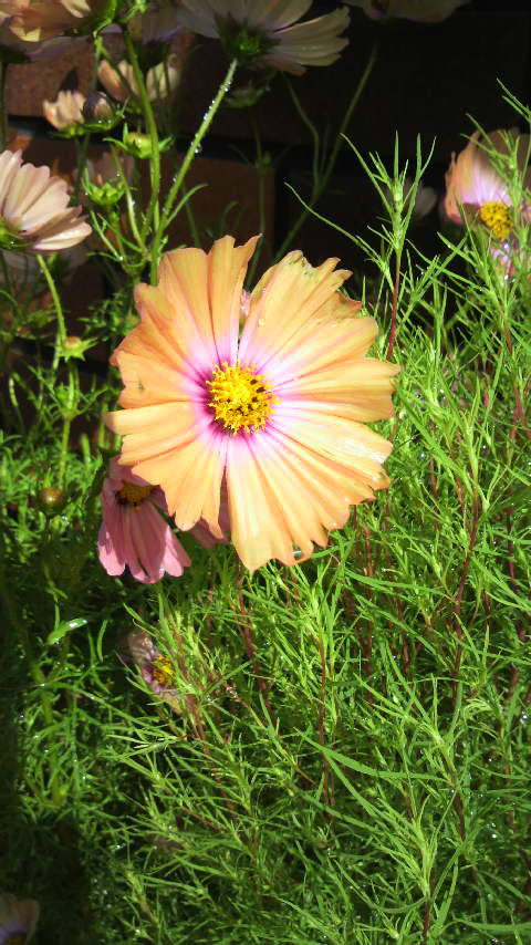 P1150427.jpg