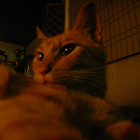 トラ