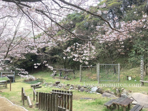 sakura.jpg