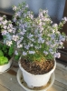名も無き花