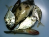 ある日の中山製鋼での釣果
