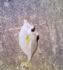 ギマ
