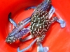 ワタリガニ特大